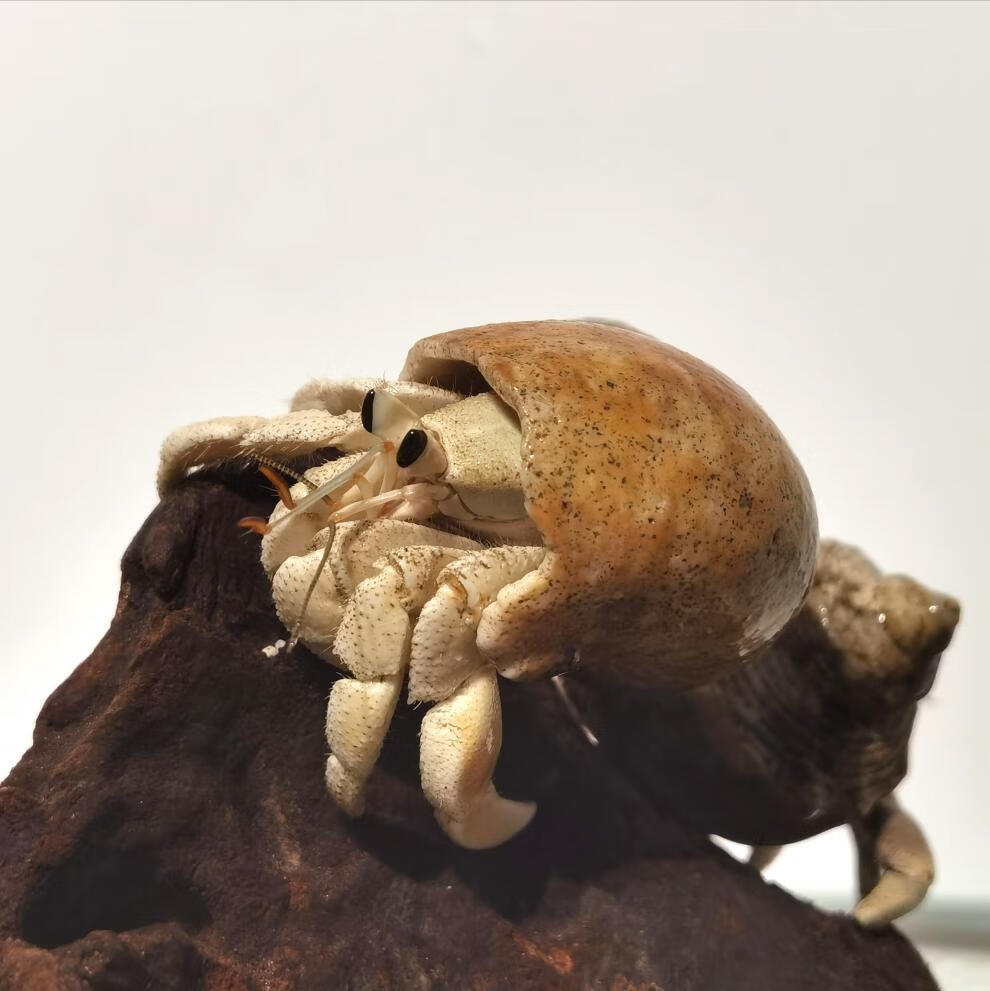 kjhgf海南灰白寄居蟹 陆生宠物蟹简单可爱好养的宠物蟹 草莓寄居蟹5-6