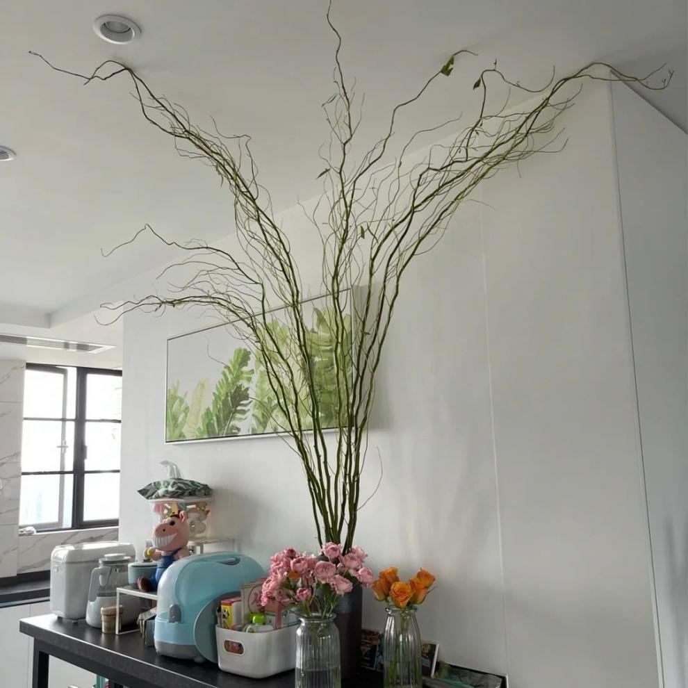 5米鲜龙柳20枝【图片 价格 品牌 报价】-京东