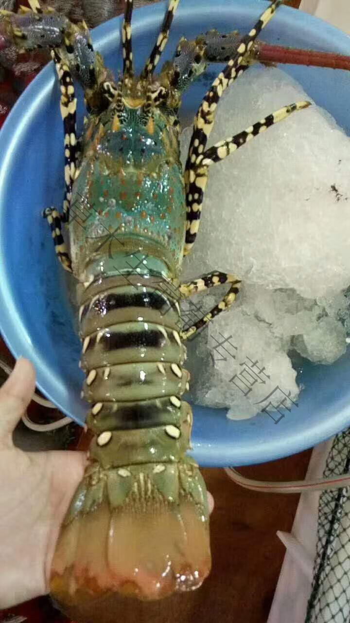 大青龙虾鲜活冷冻澳洲龙虾锦绣大花龙虾奥龙虾大红龙虾东山岛海鲜4斤