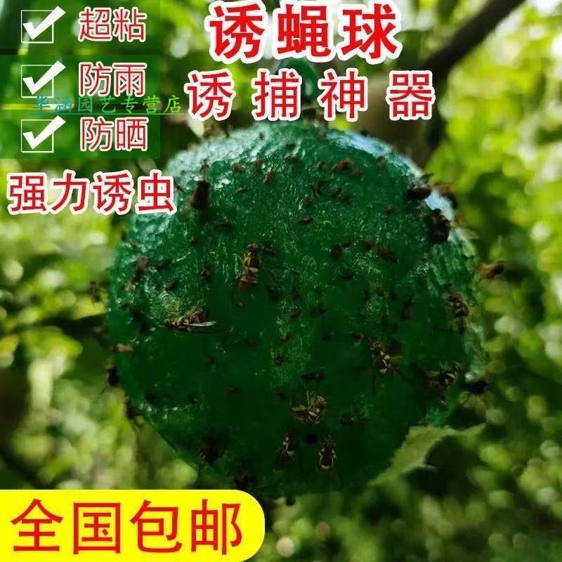 球大实蝇球柑橘诱杀针蜂大果实蝇瓜果树菜园用品批发 200个大客户价