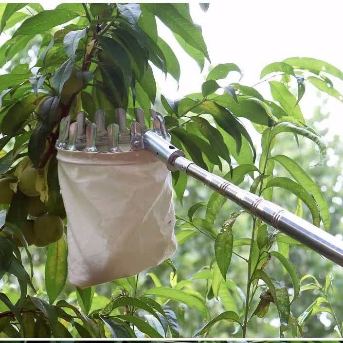 摘果器高空摘柿子神器摘水果伸缩加长摘果神器摘果器伸缩杆家用高空剪