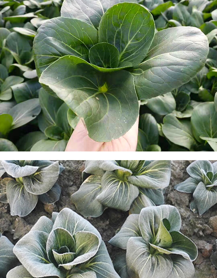 农家露天霜冻上海青大青菜蔬菜新鲜苏州青矮脚打火锅太湖黑菜 2500g