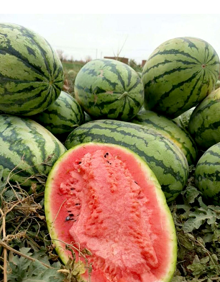 懒汉王西瓜种子高产麒麟8424四季无籽抗重茬礼品蔬菜水果种孑 西农八