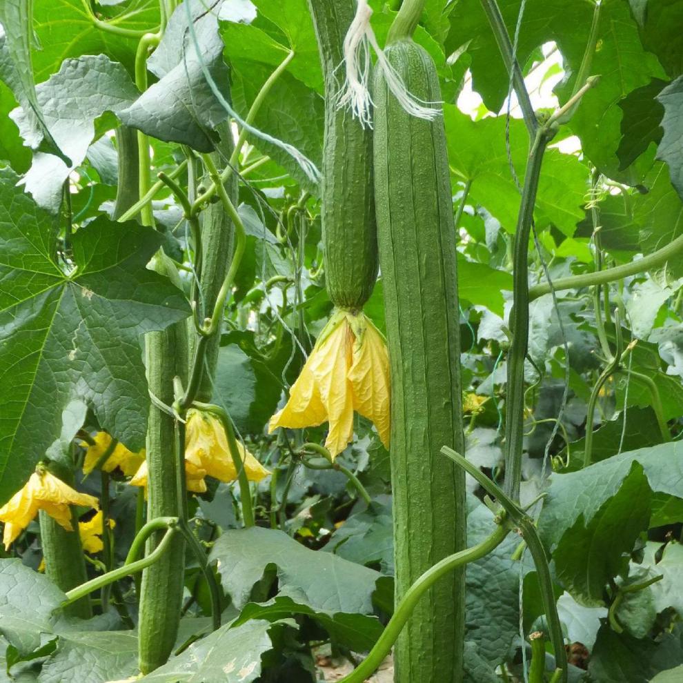 【jd快递】新鲜丝瓜奶油丝瓜绿皮长瓜皮薄时令疏菜孕妇嫩 1500g