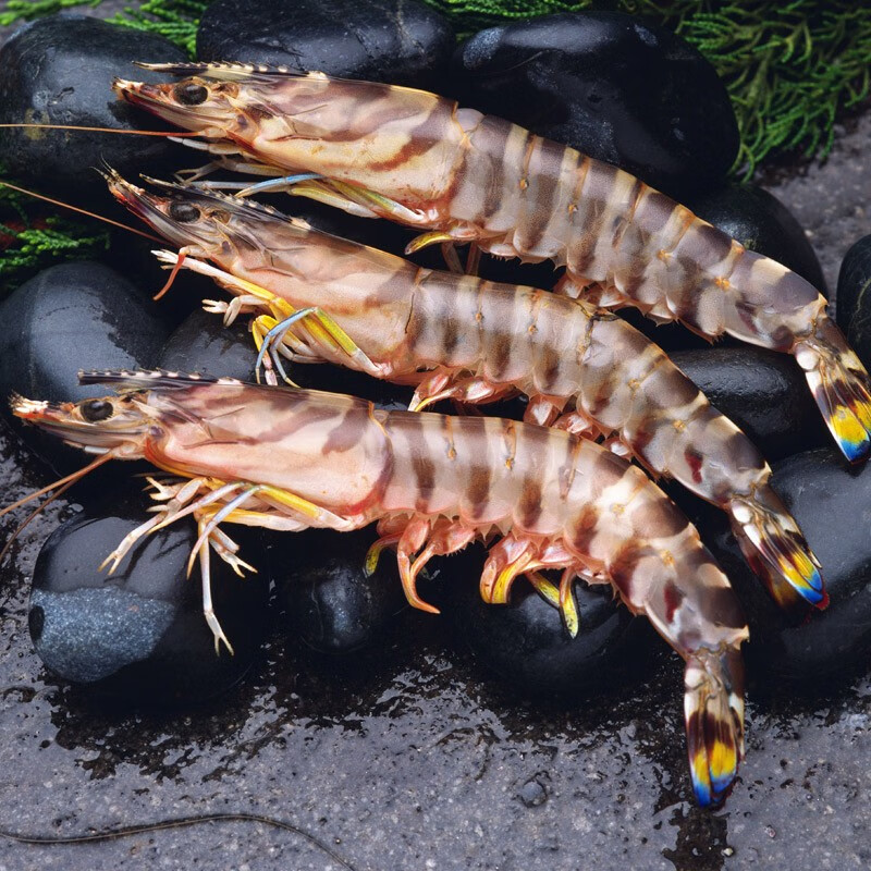 旗舰店竹节虾300g盒6只装