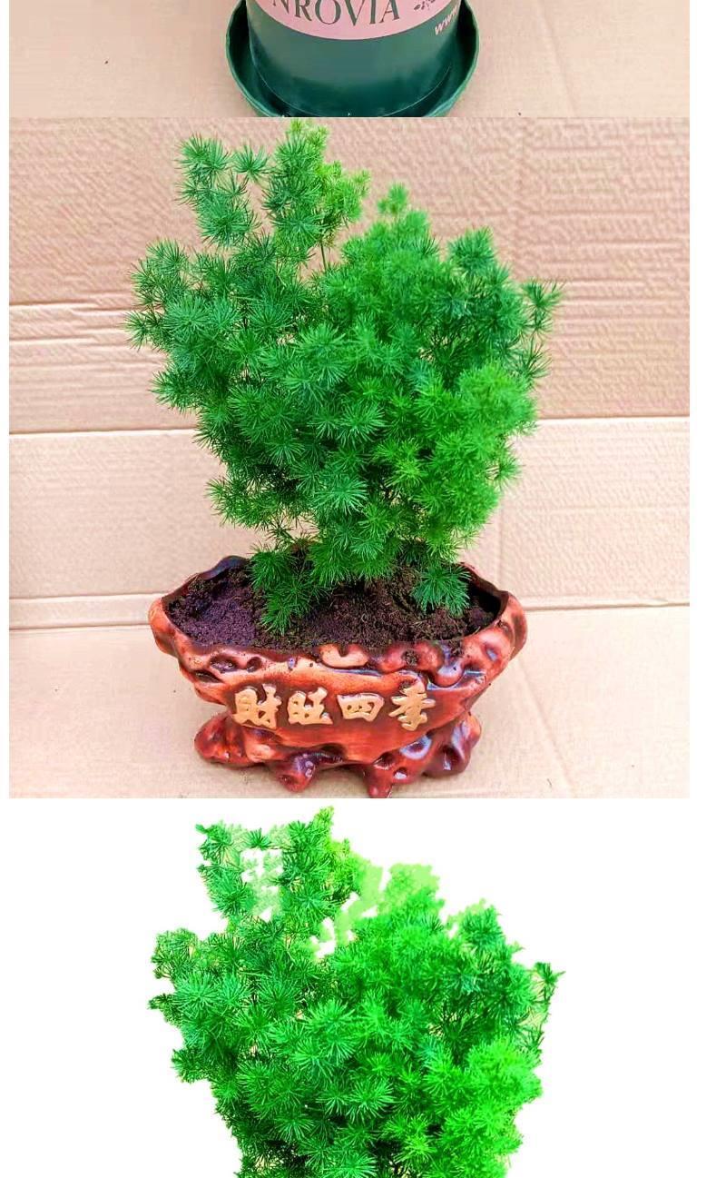 蓬莱松盆栽好养活植物室内花卉四季常青净化空气吸甲醛生肖猴ax蓬莱松