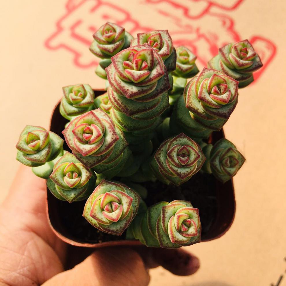 钱串 多肉植物 多肉 钱串老桩 三盆五一女钱串优惠价 裸根不带土