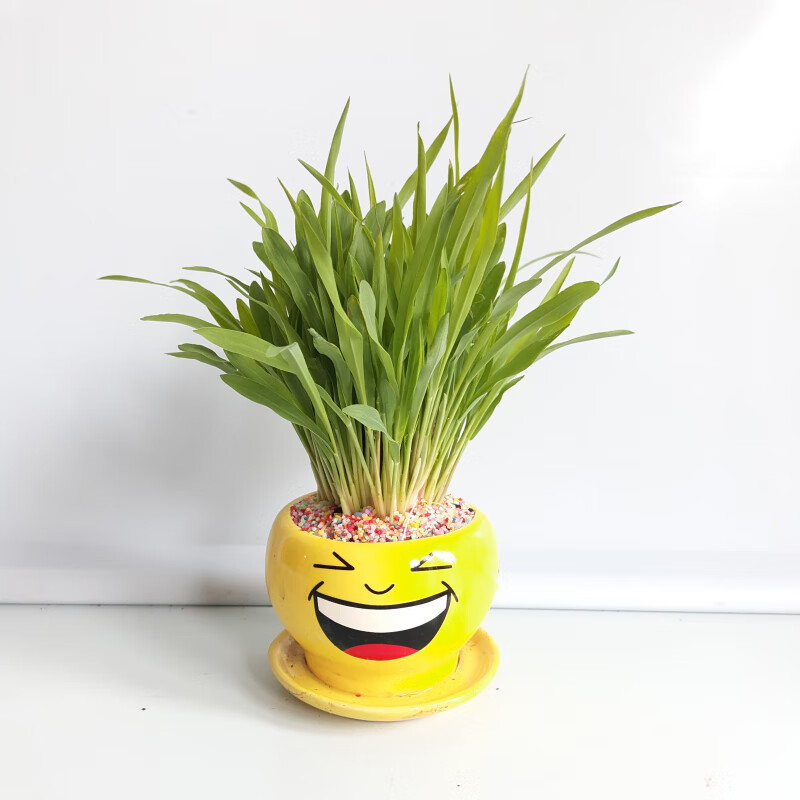 伊人如水 四季水培黄玉米盆栽学生幼儿园观察办公室植物水培蔬菜生长