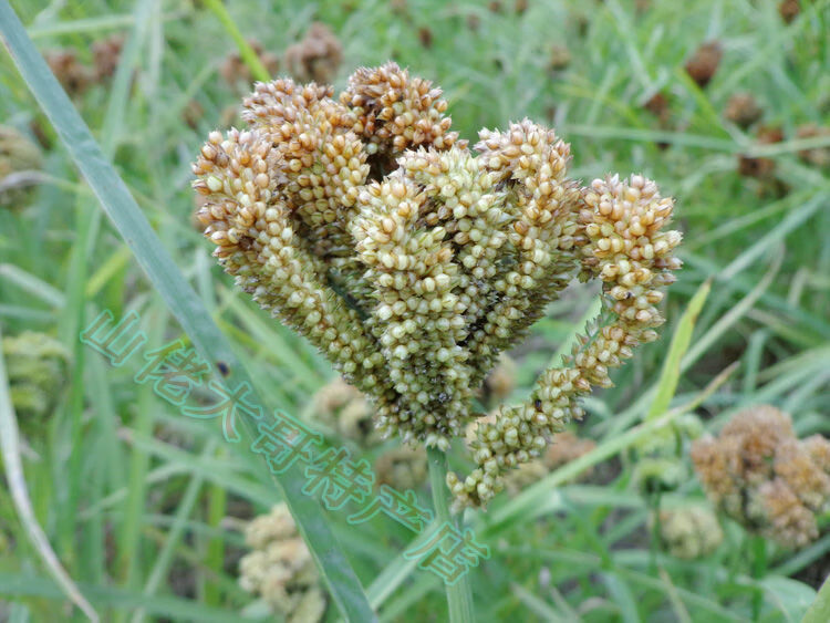 晨臻 广西新鲜粟米粒粟粉龙爪粟鸭脚粟拳头粟狗尾粟鸭掌粟䅟子粑粟 