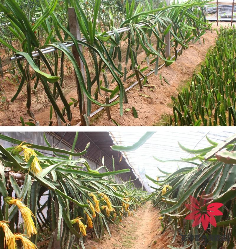 火龙果苗 火龙果盆栽树苗当年结果红心白心南北方种植地栽盆栽庭院