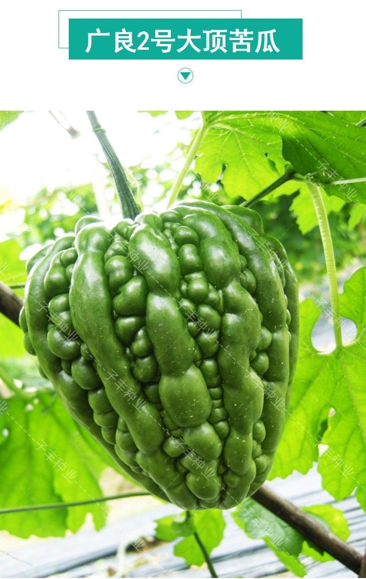 广良2号大顶苦瓜种籽春秋季苹果苦瓜子田园凉瓜蔬果种子碧绿肉厚广良2