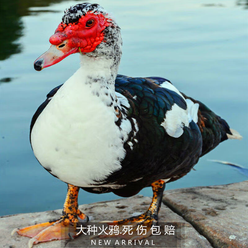 番鸭大种火鸭黑番鸭白番鸭腾子鸭洋鸭子旱鸭玉土番鸭红脸宠物鸟笼白番