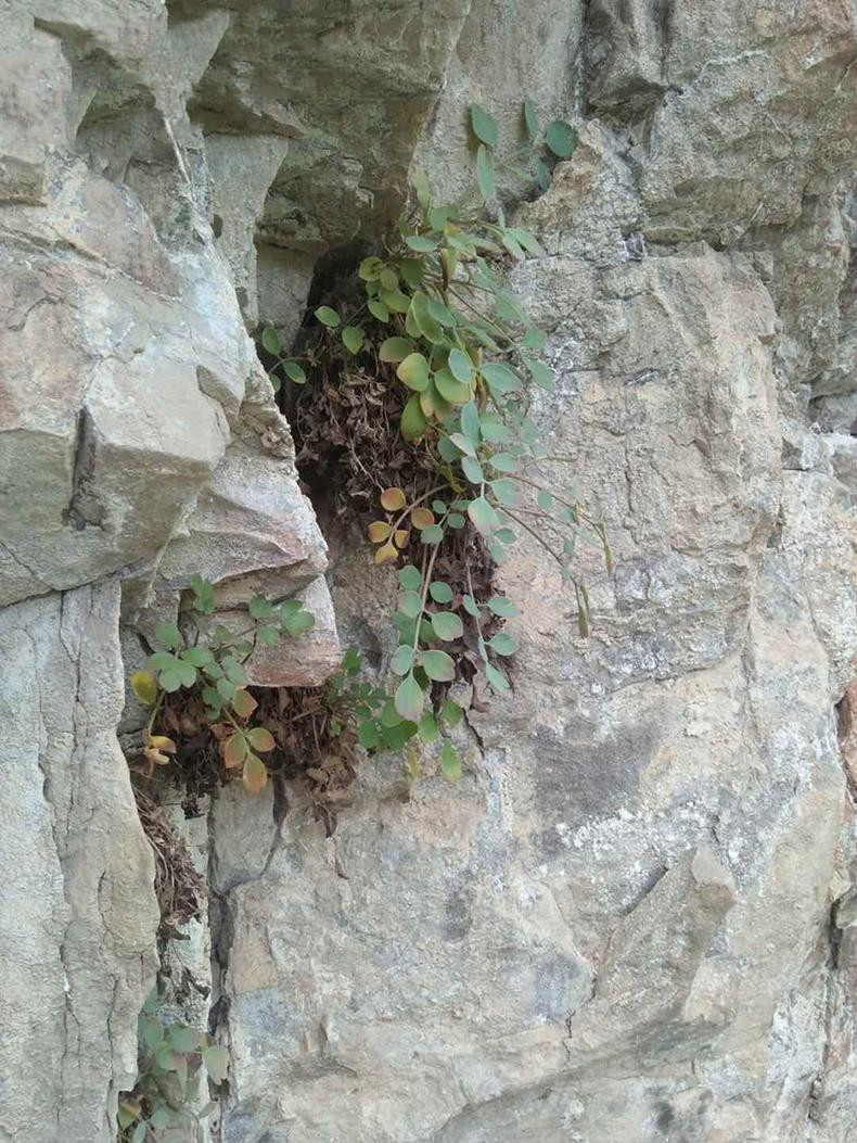 中药材新鲜岩黄连岩黄莲带根岩胡 岩连100克岩连菊花