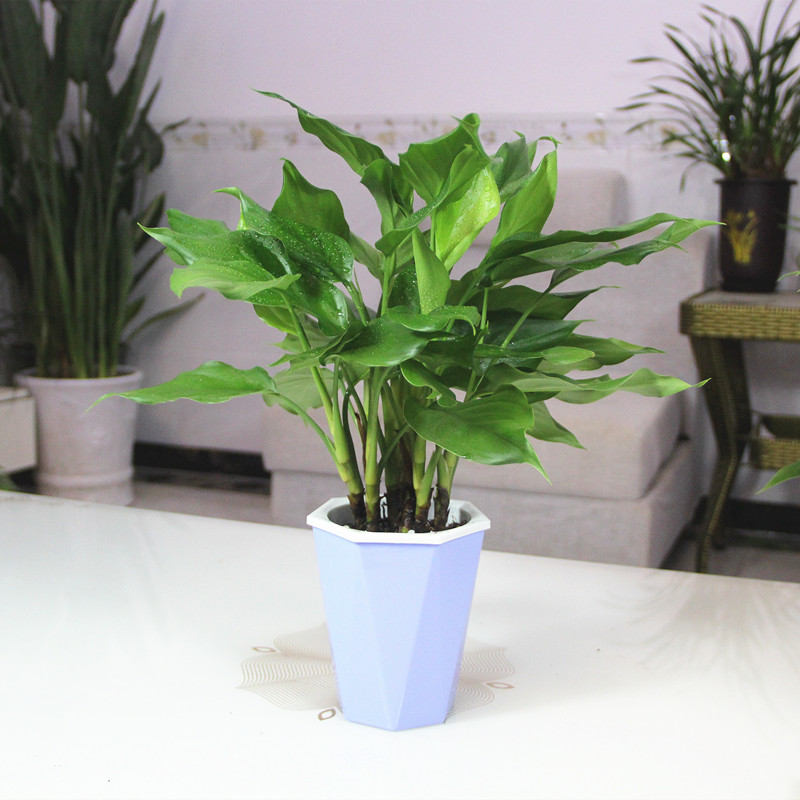 青叶万年青桌面绿植客厅办公室四季常青盆栽花卉 蓝色盆 万年青 含