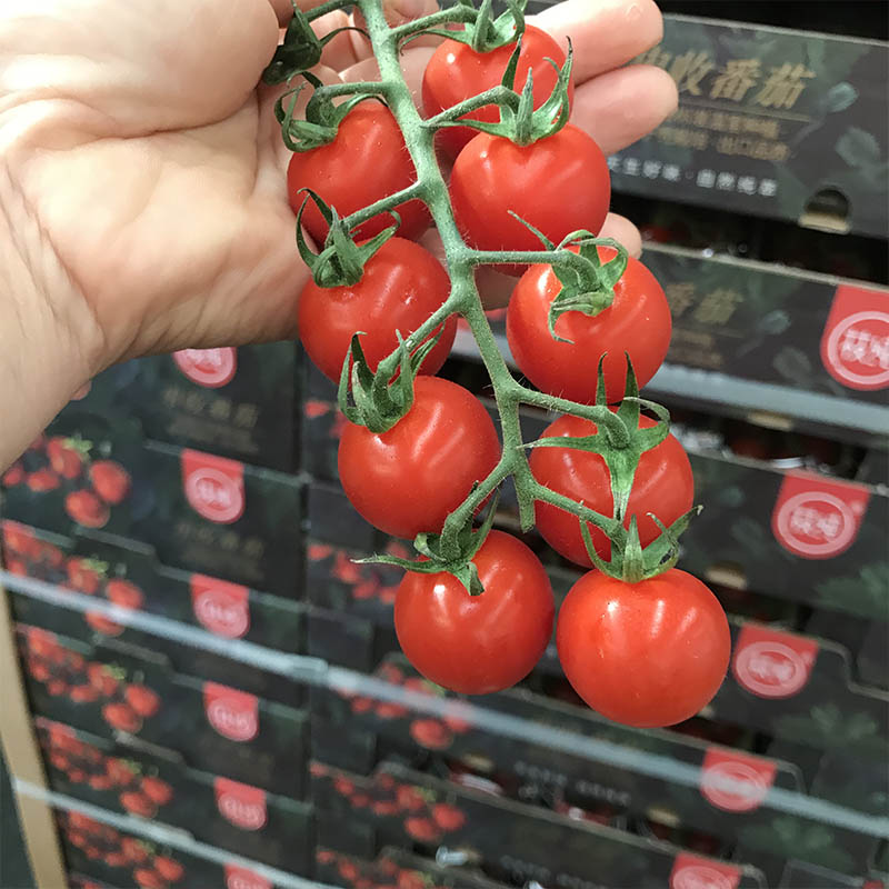 现货串收小番茄礼盒装新鲜糖果小圣女果水果顺丰坏果包赔9盒198克