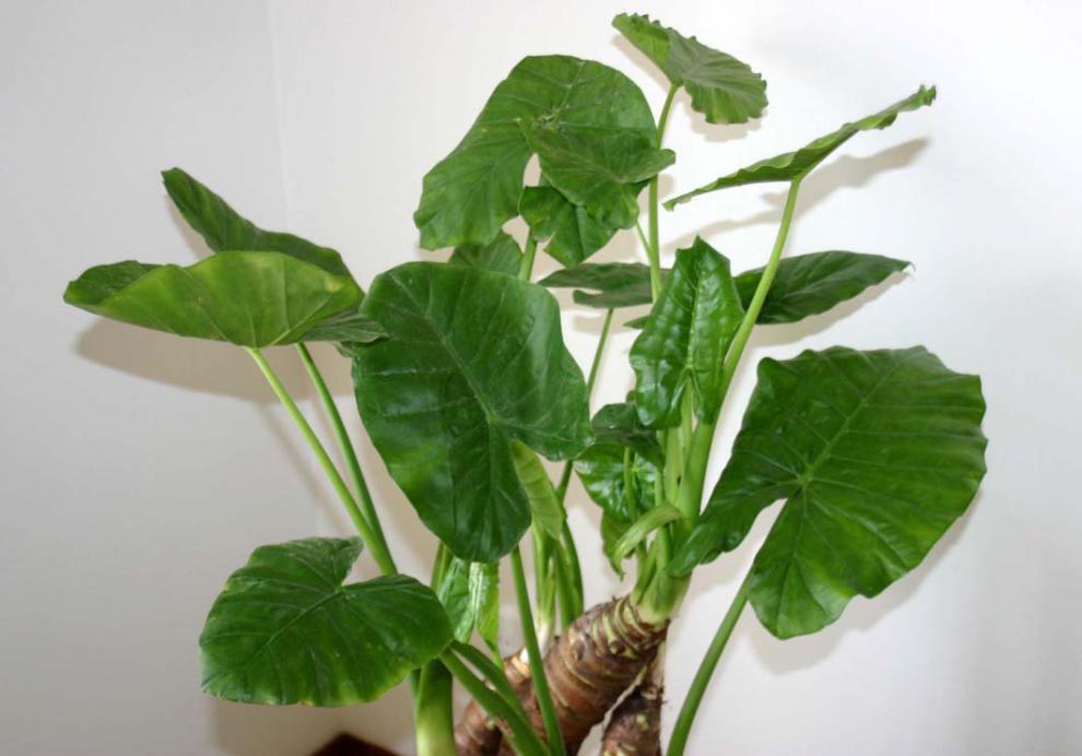 千手观音盆栽大海芋霸王芋滴水观音水培绿植观叶花卉室内水培植物 4-6