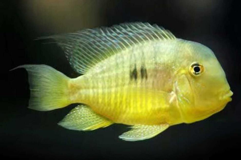 和尚食土鲷关刀鱼南美热带观赏鱼慈鲷鱼活体顺丰包损 2-3厘米10条