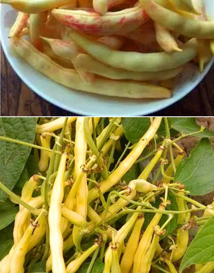 黄金钩豆角种子红黄金勾架豆无筋无柴东北金油豆角籽早熟蔬菜种孑红金