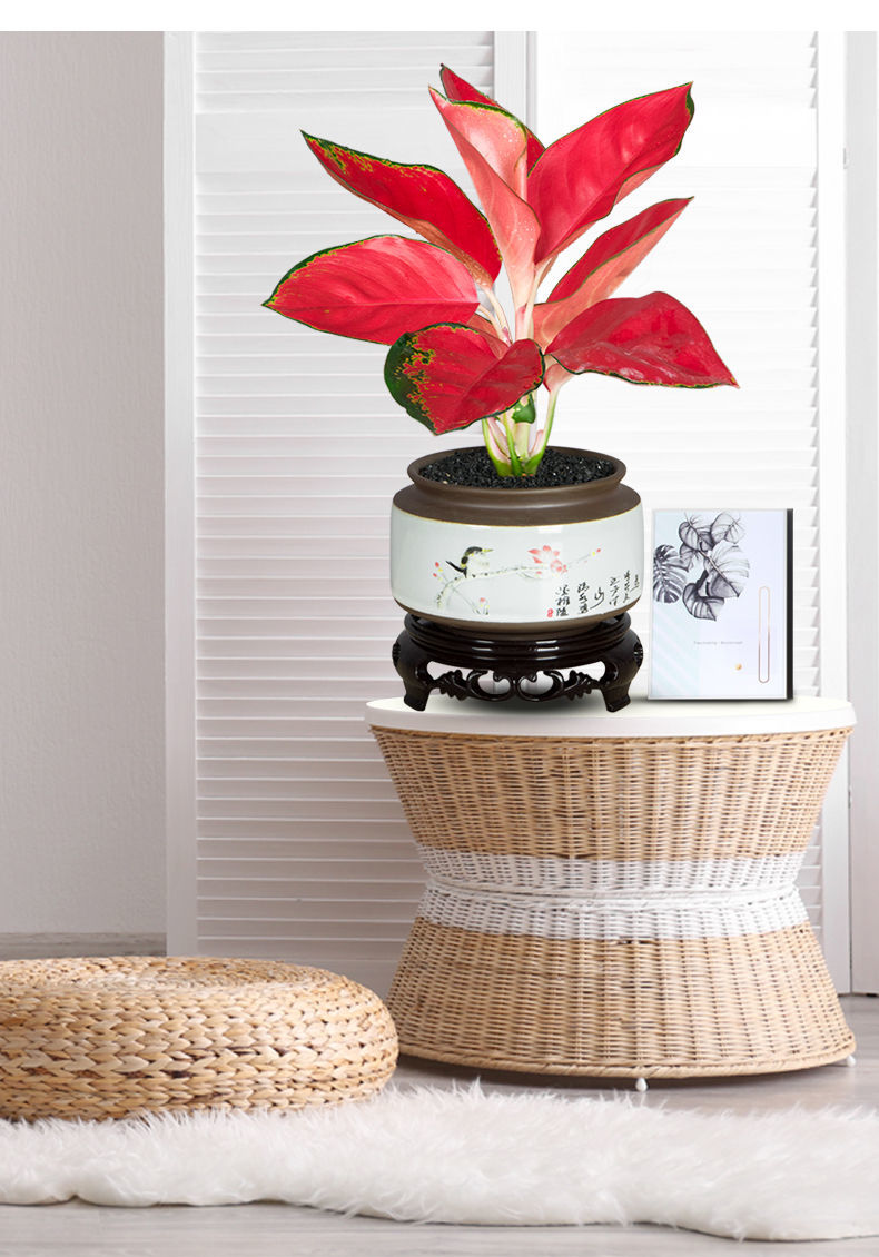 吉利中国红盆栽室内花卉如意皇后万年红万年青水培好养办公室植物