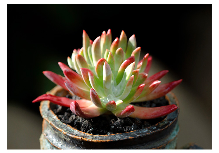 初霜仙女杯群生多头 裸根不带土 裸根不带土【图片 价格 品牌 报价】