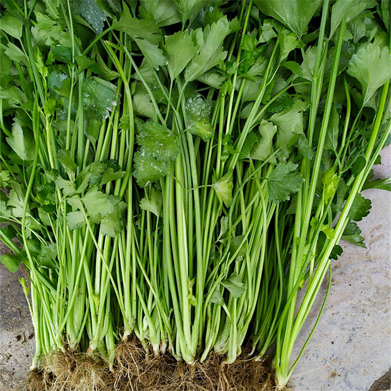 四季小香芹种子芹菜种籽菜春秋室内阳台庭院大田耐热耐寒蔬菜种孑 四