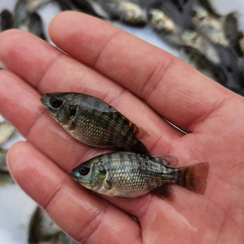 新品种快大罗非鱼苗广东罗非鱼苗淡水福寿鱼苗中山脆肉罗非鱼苗 3-4