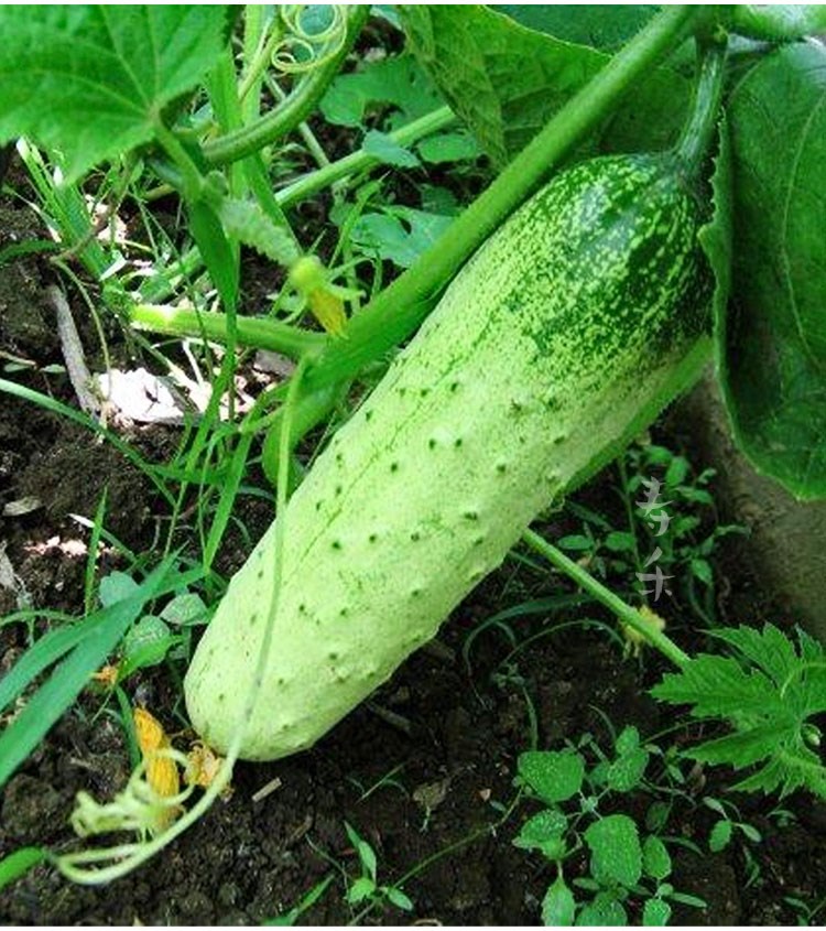 无架爬地黄瓜种籽种子苗孑四季夏季苗秧蔬菜盆栽秧苗水果阳台专用爬