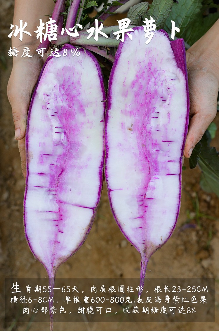 凤梨萝卜种子红心鳯梨红皮罗卜水果萝卜籽甜脆红肉阳台庭院秋季种植种