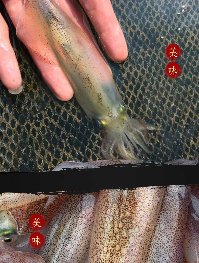 小管鱿鱼400g笔管鱼东山岛野生海捕海兔子愚港东山dd海鲜水产