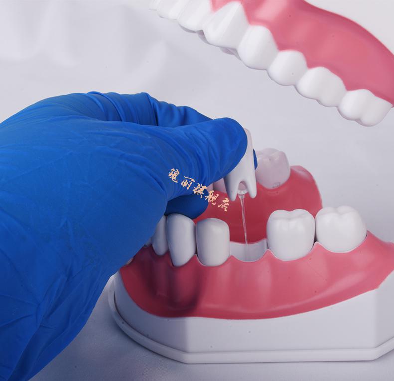 牙齿模型模具牙医教学刷大假牙备牙幼儿园练习儿童牙科口腔摆件2倍