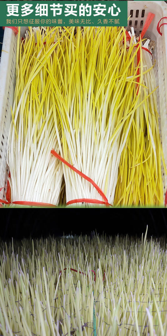 5斤山东蒜黄新鲜蒜苗青菜时令蔬菜当季幼苗农家韭黄半斤2斤新鲜蒜黄
