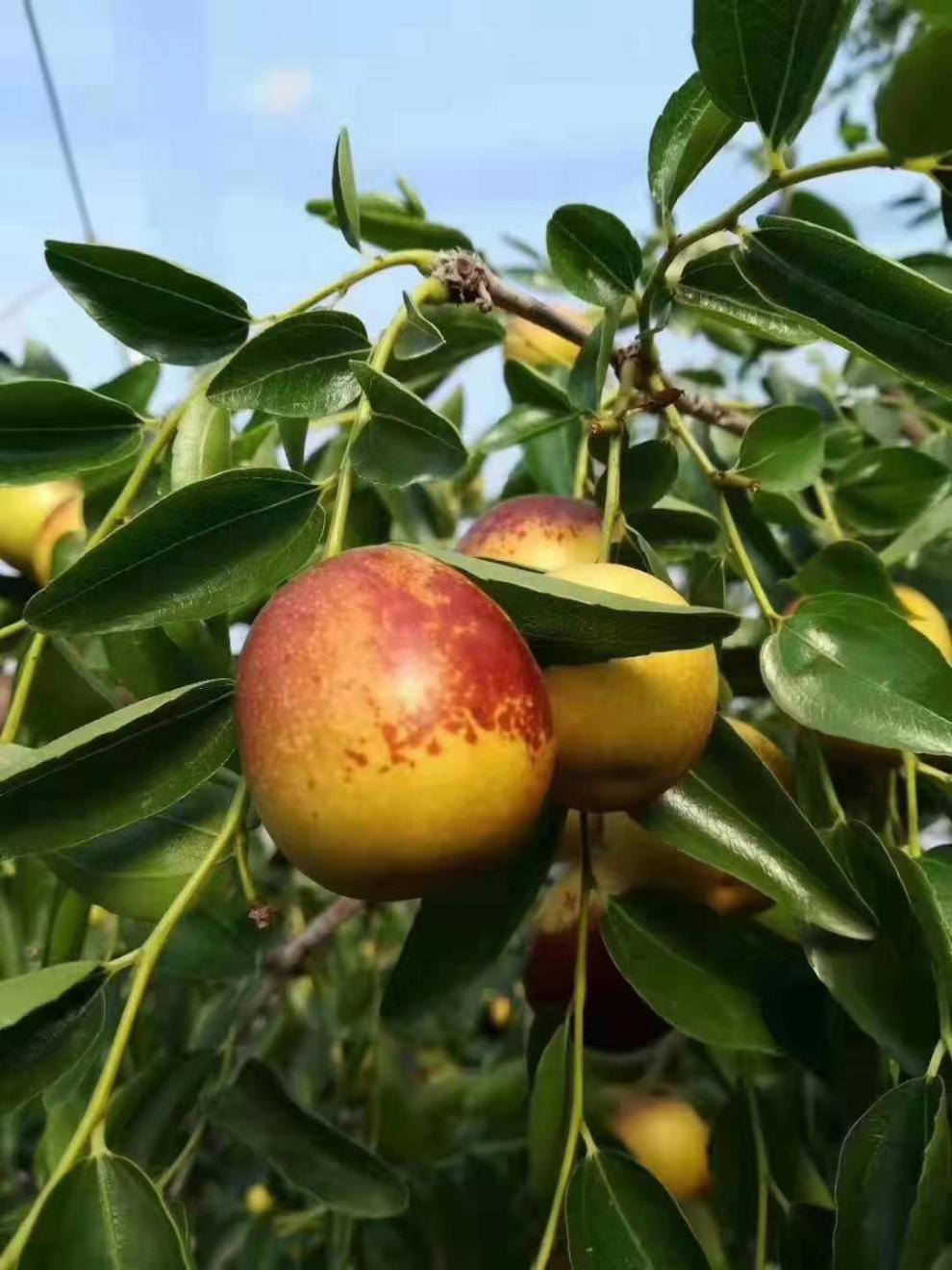 山东沾化冬枣滨州特产现摘现发新鲜特大果精选孕妇水果5斤特大果一斤