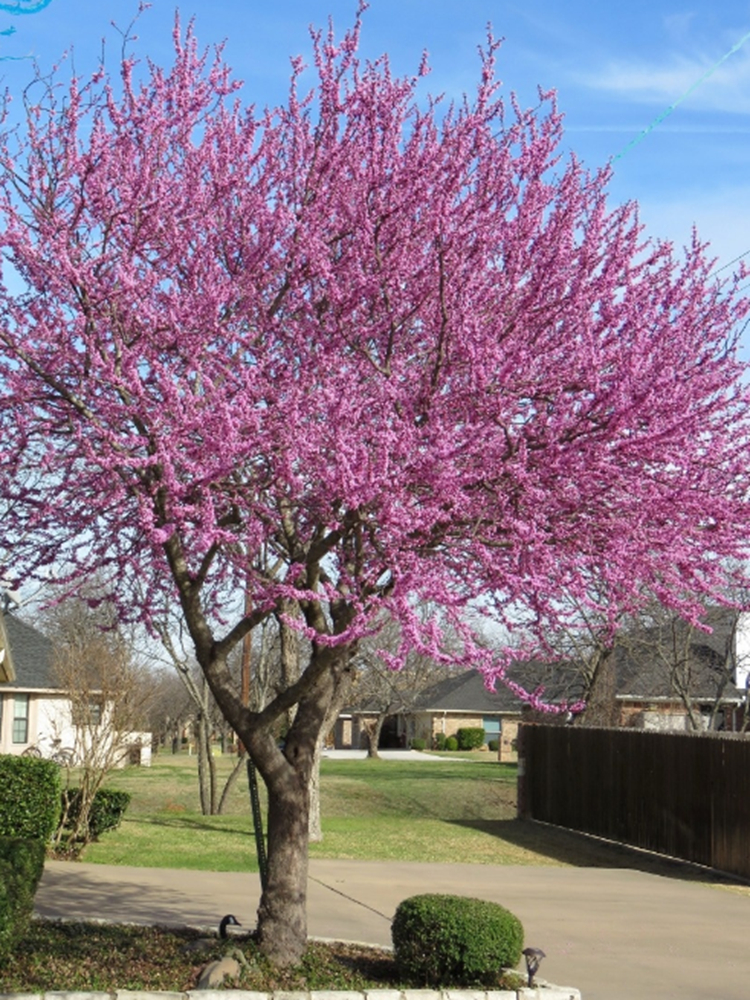 宫粉紫荆当年开花高杆紫荆花苗丛生紫荆树苗庭院绿化苗木别墅种植不