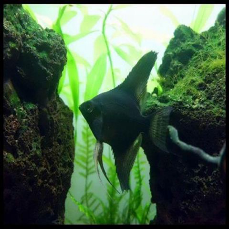 【京东】热带观赏鱼活黑白秘鲁熊猫燕神仙鱼活淡水鱼魔门斯卡燕鱼活鱼