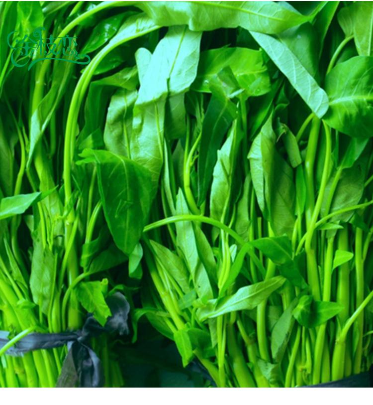 金枝恋 青梗柳叶空心菜种子苗青菜种籽空心菜籽春夏季四季水生盆栽