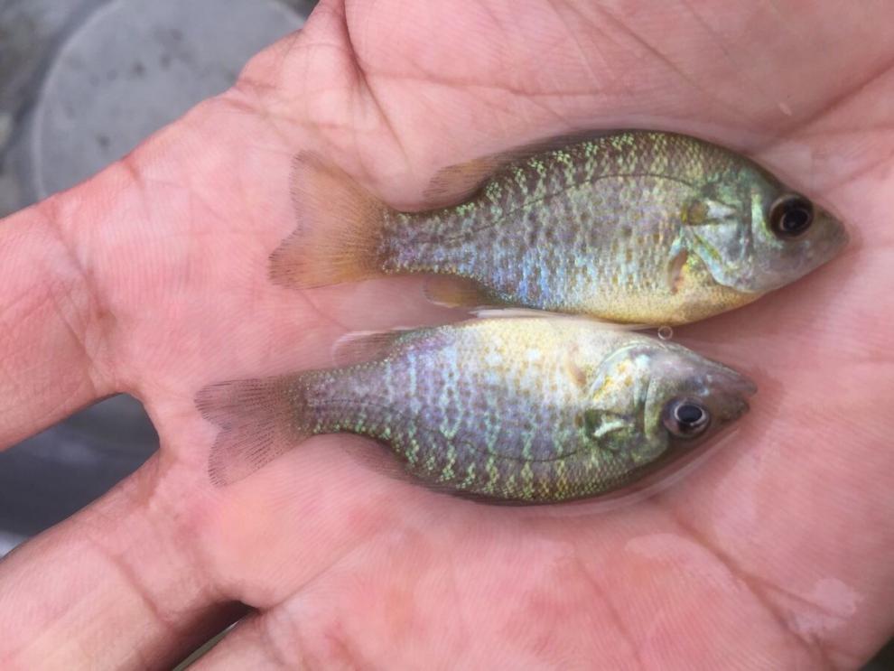 蓝鳃太阳鱼杂交金边太阳鱼苗太阳鱼淡水养殖冷水小型鱼原生活体12月30