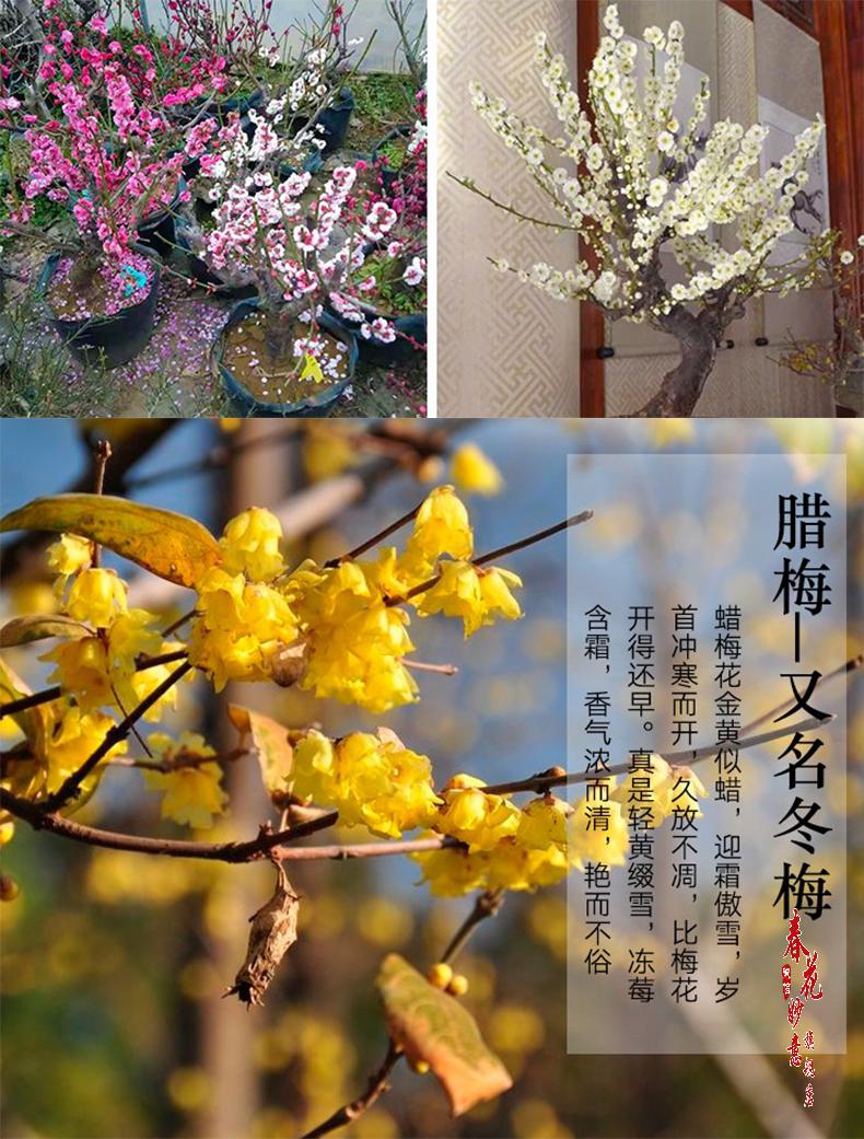 原生梅花盆景腊梅老桩红梅树苗耐寒植物带花苞浓香型庭院花卉盆栽 10