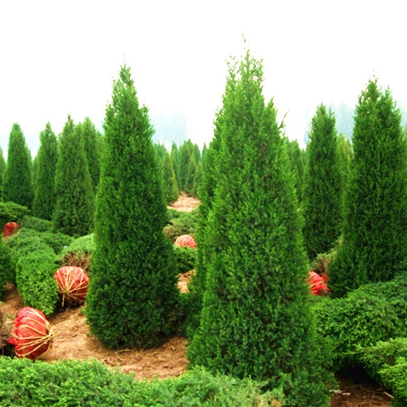 浩胜塔柏树苗 蜀桧苗 圆柏桧柏侩柏小苗快柏 松柏树苗