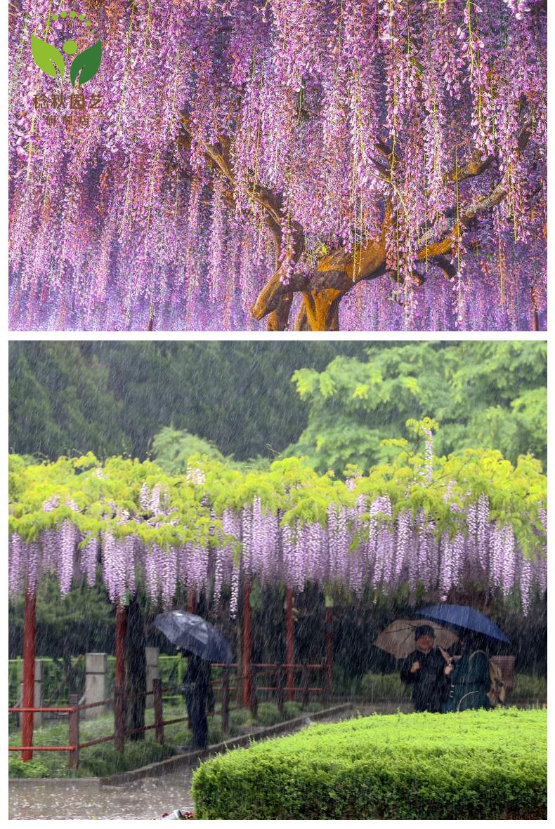 植物庭院攀援花卉庭院地栽南方北方种植藤蔓紫藤萝盆栽苗红玉藤2年苗
