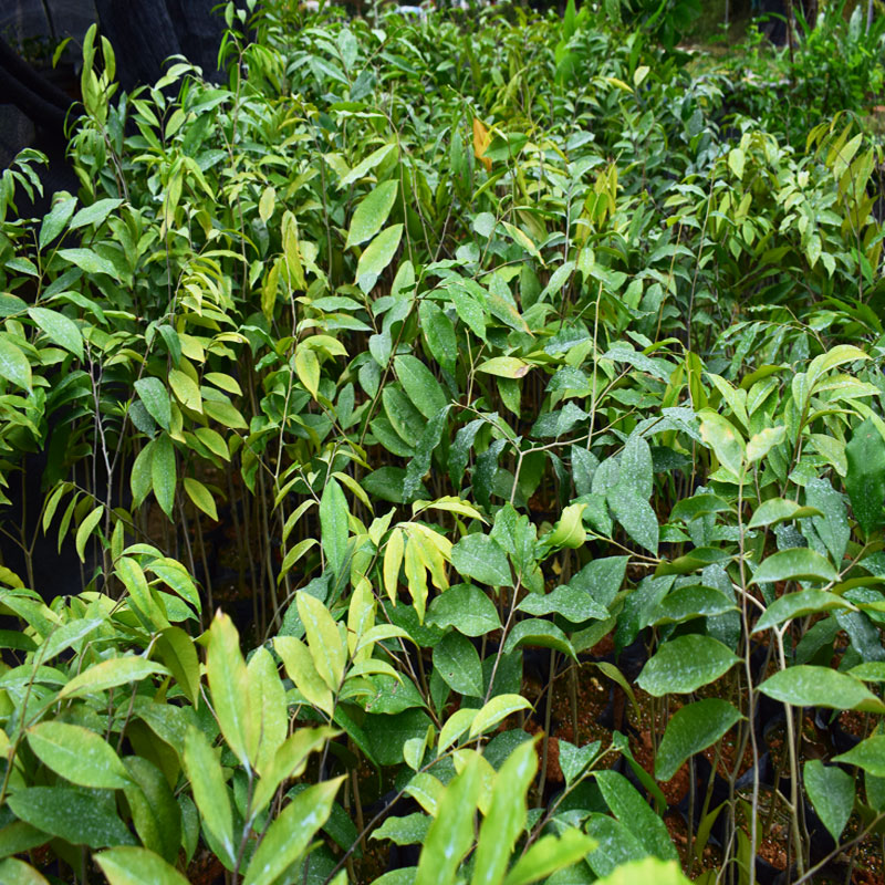 小叶金丝楠木树苗正宗四川金丝楠木小苗名贵金丝楠苗名贵奇楠苗木