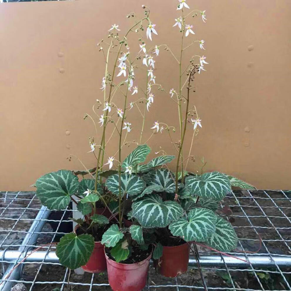 及观赏虎耳草苗金丝荷叶苗金线吊芙蓉姬虎耳草植物石荷叶花1盆日本七