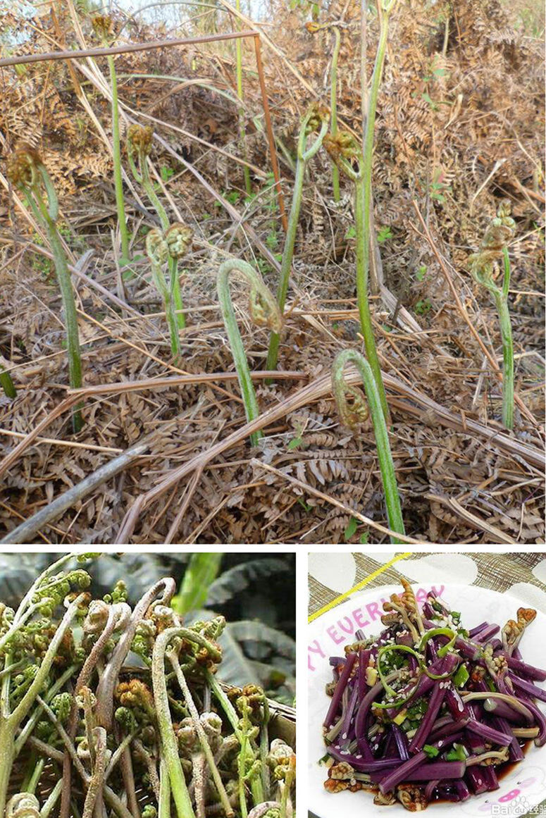 蕨菜根苗绿色蕨菜种苗 四季蕨菜根蕨菜无公害种植苗德资 长10厘米(30