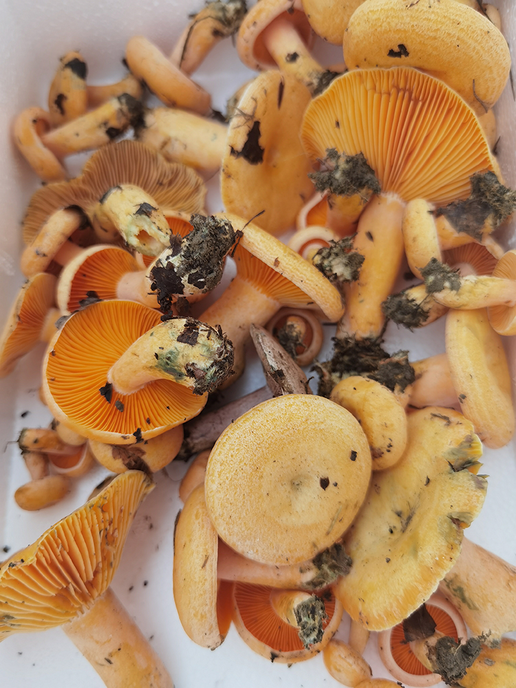 奶浆菌贵州深山野生生蘑菇森林新鲜现摘食用小菌子顺丰 现新鲜枞毛菌