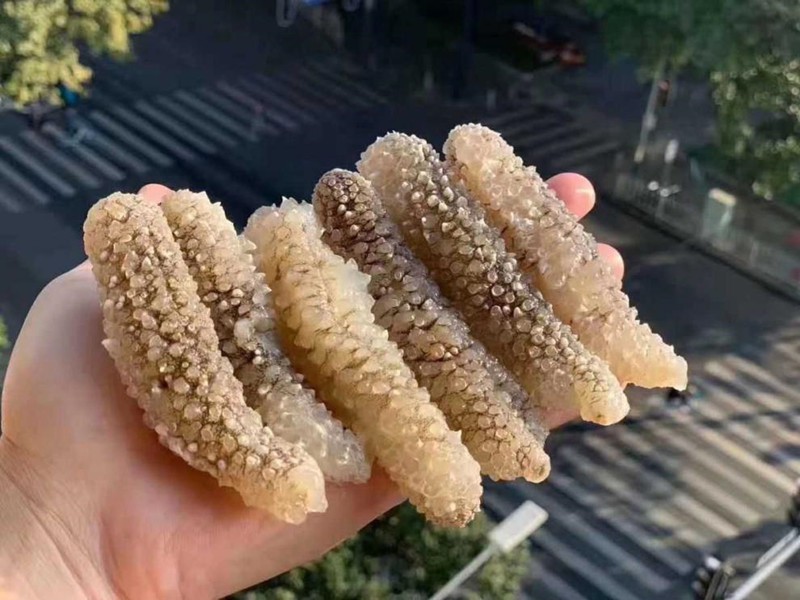 新货野生印尼黑刺参海参干货500g刺参纯淡干海参海渗秃参非辽参黑刺