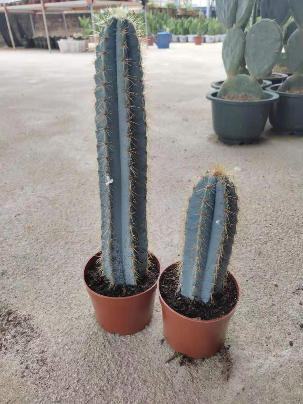 园艺 新品蓝柱仙人柱仙人掌粗壮易养护美观花简约盆栽 高95公分左右