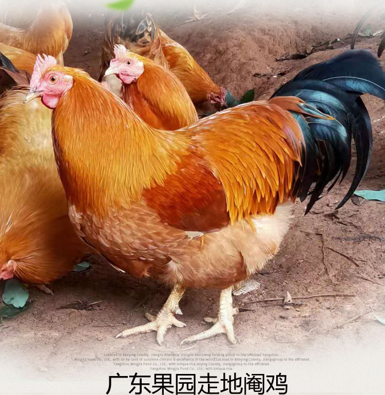 广东正宗清远阉鸡散养现杀走地大扇鸡黑凤鸡白切鸡 净重4斤整鸡【图片