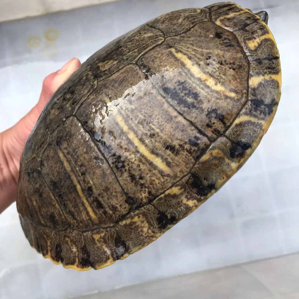 店铺推荐巴西龟特大红耳龟黄金龟乌龟大龟特大巴西龟超大下蛋乌龟活物