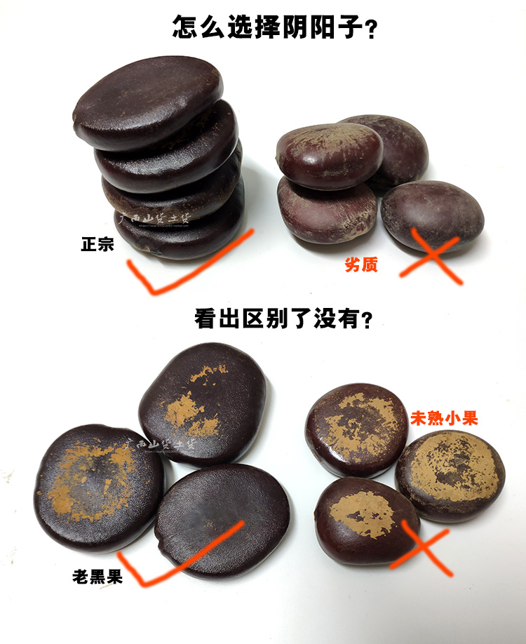 康中尊广西野外生阴阳子250g肾果过江龙子木腰子泡酒料肾树宝榼藤子伊
