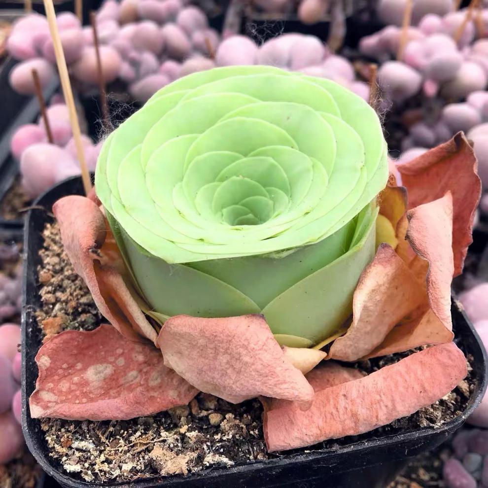 精选绿植酒杯玫瑰多肉植物山地玫瑰鸡蛋玫瑰原盆原土办公桌面阳台客厅