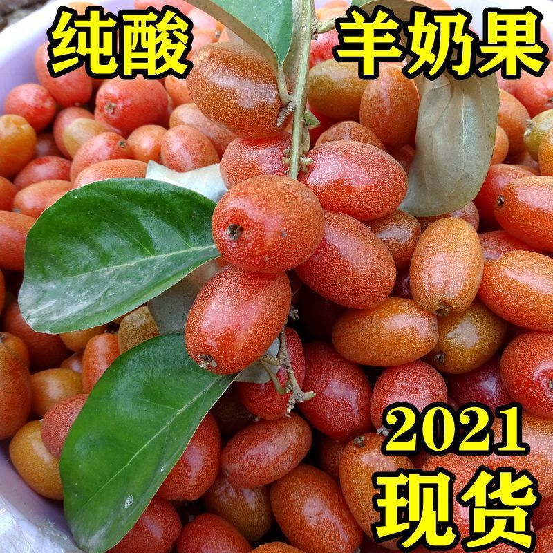 云南水果临沧羊奶果牛奶果牛虱子新鲜水果孕妇水果现摘现发羊奶果500g